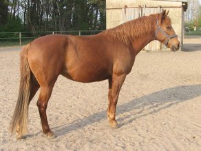 Horse Breed Barb