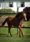 Top double-registered Quarter Horse young mare