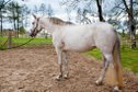 Very people-oriented, performance-oriented Spanish mare 
