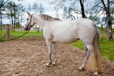Very people-oriented, performance-oriented Spanish mare 