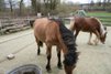 Wunderschöne Highlandpony Stute