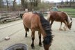 Wunderschöne Highlandpony Stute