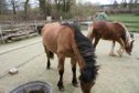 Wunderschöne Highlandpony Stute