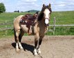 Great, Dunskin-coloured Criollo gelding
