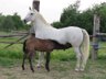 Broodmare with foal Lipizzaner 