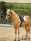 Wundervoller, bewegungsstarker Lusitano Palomino Hengst - 1.63m