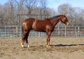 Gentle and Intelligent Chestnut Gelding