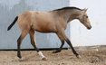 Buckskin filly - PRE - directly from the breeder