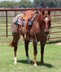 Gentle and Quiet All Round Gelding
