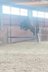 5 years old mare for showjumping