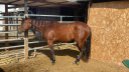 Sehr zuverlässige, ganz liebe Quarter Horse Stute