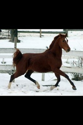 ASTRON in the snow of 2011