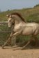 Really nice perlino stallion 