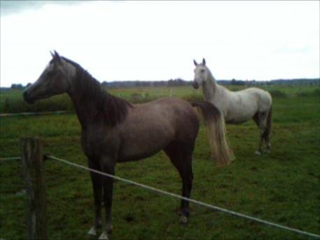 Arab young Mare born 03/2009