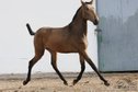 PRE Buckskin filly - directly from the breeder