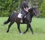 SW-Wallach Prestige