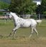 Very friendly, beautiful Appaloosa mare