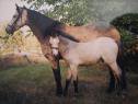 Welsh B Mare