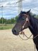 8,5 Jahre wunderschöne Stute / auch zur Zucht toll geeignet 
