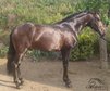 Beautiful, well-behaved PRE Buckskin stallion - 1.65 m - good bas