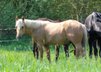 Sehr menschenbezogener, lieber Quarter Horse Hengst 