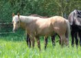 Sehr menschenbezogener, lieber Quarter Horse Hengst 