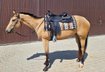 Charmanter Eyecatcher mit top Abstammung