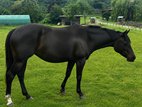 Wunderschöne Paint Horse Stute mit Herz und Allround-Potenzial 