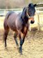 Dark bay gelding to sell