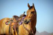 Gentle, broke and versatile Gelding 
