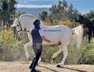 Impressive stallion PRE / Barock type /Big NECK