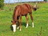great Quarter Horse stallion yearling in champion color