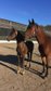 Chic 5-year-old Holsteiner chestnut gelding 