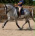 PRE dressage prospect