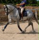 PRE dressage prospect