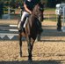 14-year-old Hanoverian mare
