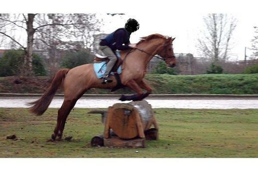 Trakehner gelding with show experience and terrain