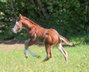 Reining-Nachwuchs mit lieben Charakter