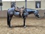 Top Nachwuchspferd - Quarter Horse Stute