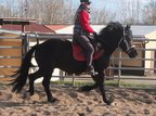 Friesian mix gelding Baks