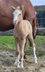 Absolute eye-catcher (Quarter Horse)