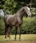 Lusitano 5YO PIRO FREE 