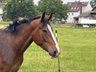 Großrahmiger Wallach für Freizeit/Gelände!