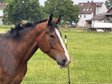 Großrahmiger Wallach für Freizeit/Gelände!