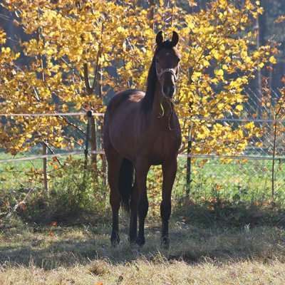 Großer Junghengst für Dressur