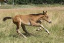 Bezauberndes Quarter Horse Stutfohlen