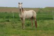 Bezaubernde Quarter Horse Stute in Traumfarbe