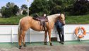 Bildhübsche Palomino (Roan) Quarter Horse Stute 