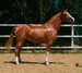 Special and Unique Spanish mare