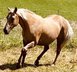 Ausdrucksstarke, bildschöne Quarterhorse Stute 